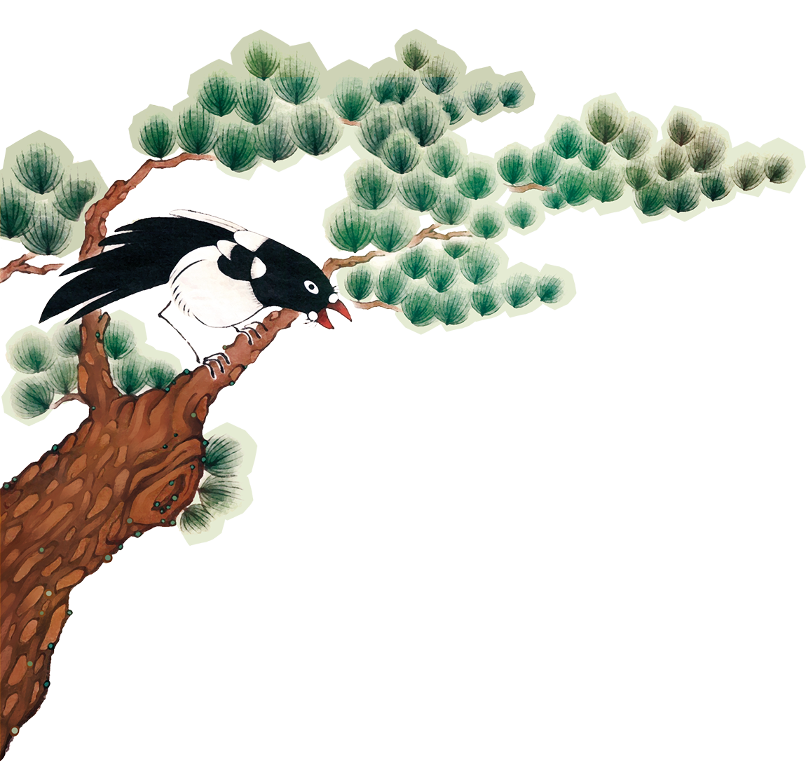 Magpie on pine tree